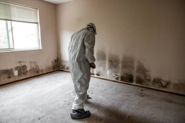 Best Mold Removal for HVAC Installations  in Drew, MS